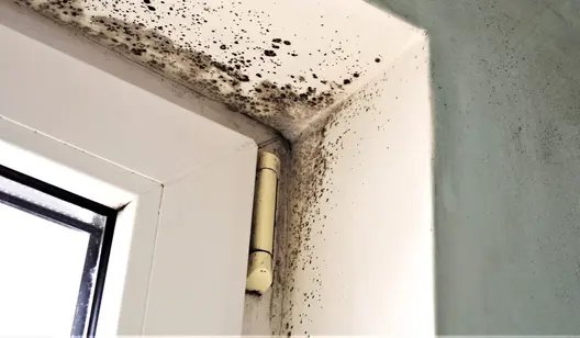 Schimmel in der Ecke eines Fensters