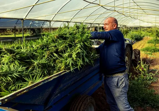 Controllo dell'umidità ed essiccazione per la produzione di cannabis