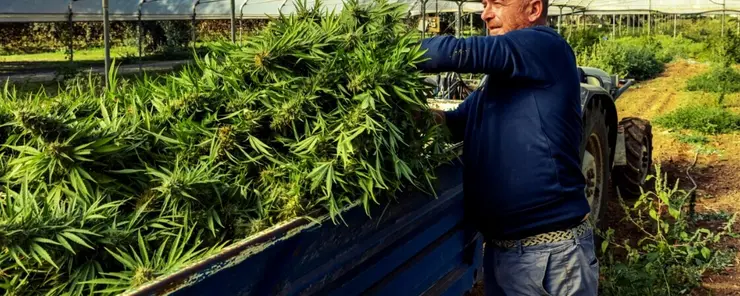 Controllo dell'umidità ed essiccazione per la produzione di cannabis