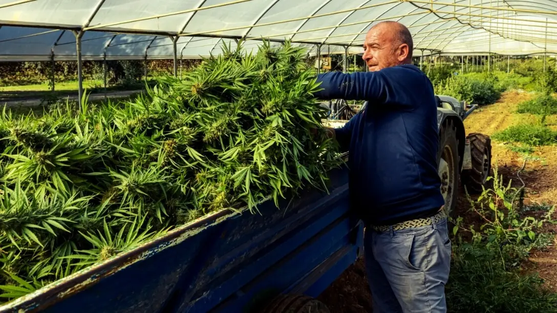 Controllo dell'umidità ed essiccazione per la produzione di cannabis