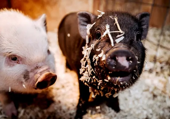 Nadanie priorytetu dobrostanowi świń i produktywności dzięki trwałemu osuszaniu