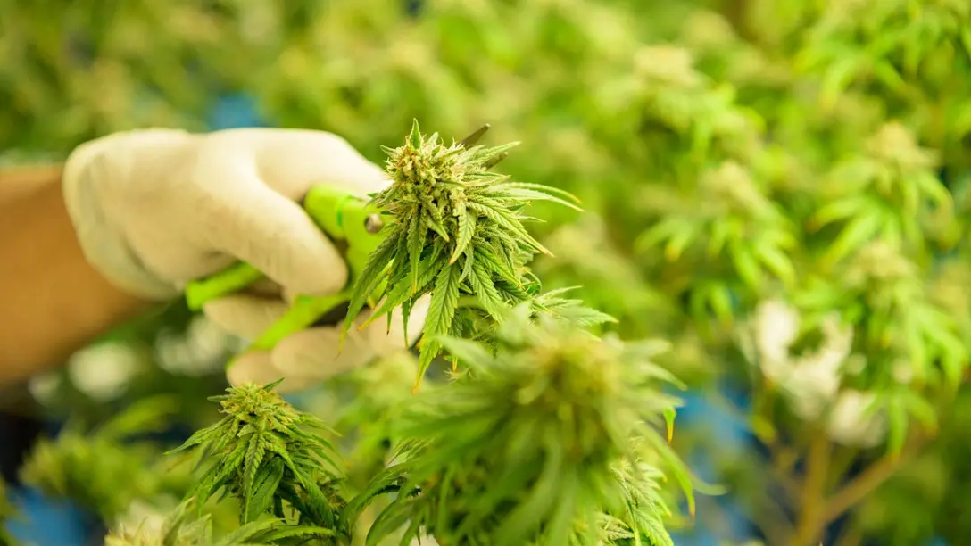 Control de la humedad y secado para la producción de cannabis