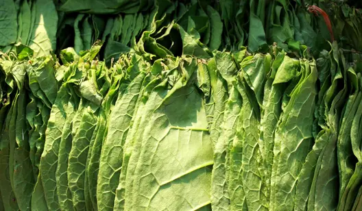 Controllo dell'umidità ed essiccazione per lo stoccaggio del tabacco grezzo