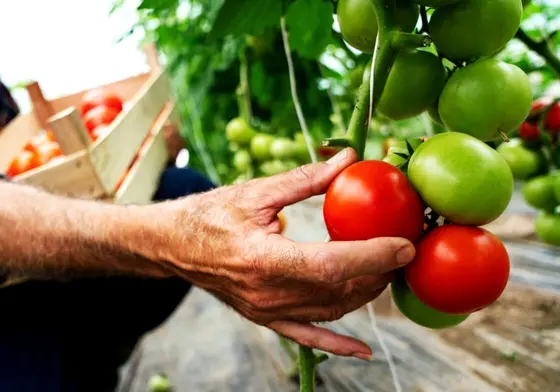 Maximera avkastningen från inomhusgrödor med effektiv fuktkontroll