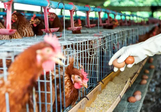 T3 hält Ihr Geflügel in den kältesten Monaten warm, gesund und produktiv