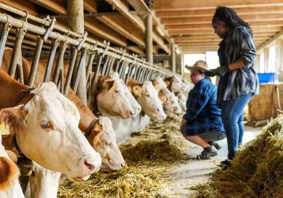 Optimizar las atmósferas interiores para mejorar la salud del rebaño y el confort del ganado