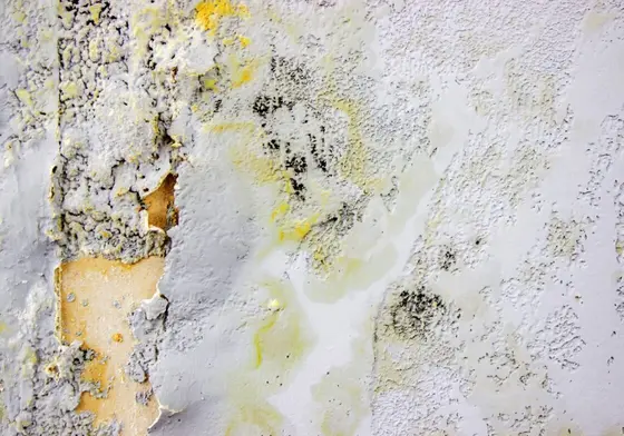 T3 sostiene la salute delle persone durante l'avanzamento dei suoi progetti di essiccazione commerciale