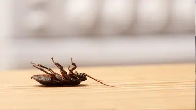 Veiledningsbilde for bruk på skadedyr
