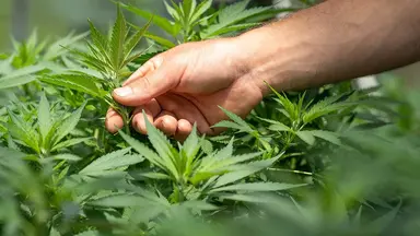 Insights Content cannabis growing