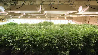 Cannabis farm digital use only