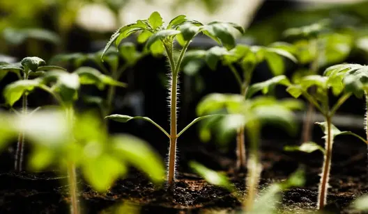 Soluzioni di climatizzazione per il riscaldamento agricolo del Gruppo Dantherm