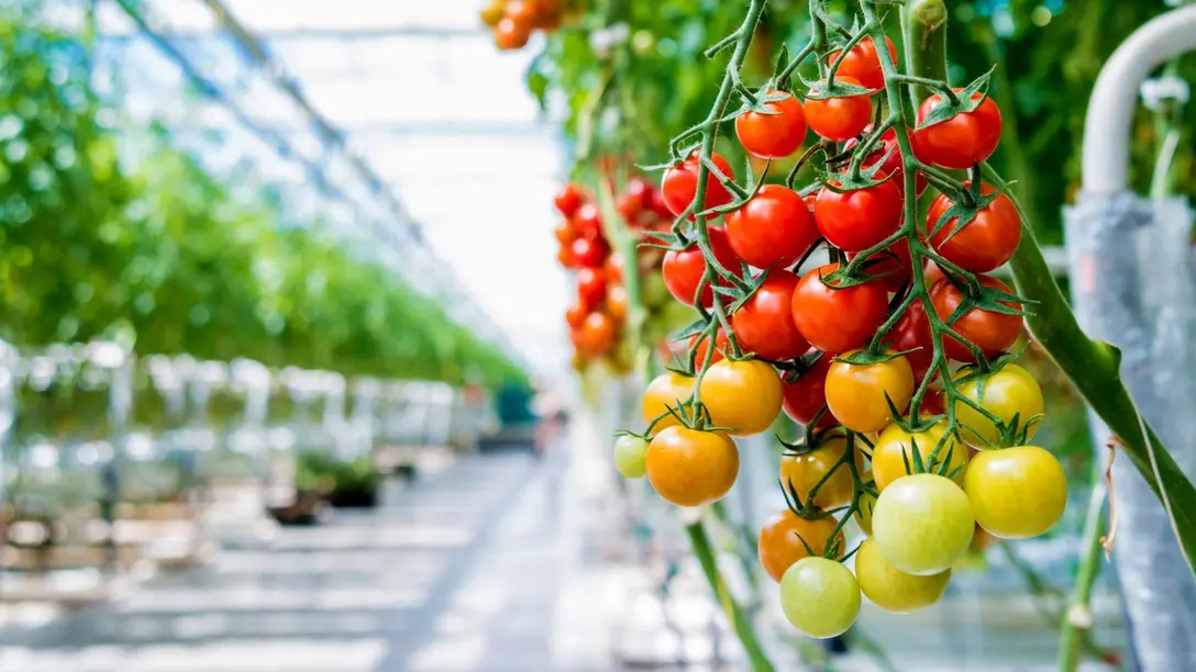 Agriculture ventilation climate control solutions by Dantherm Group