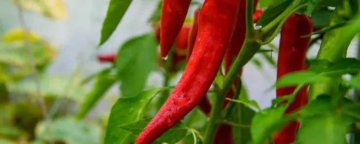 Fugtregulering og tørring til drivhuse og gartnerier