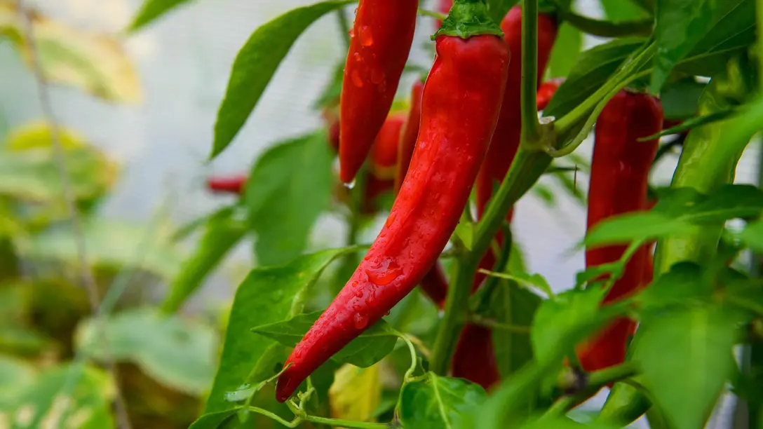 Controllo dell'umidità e asciugatura per serre e orticoltura