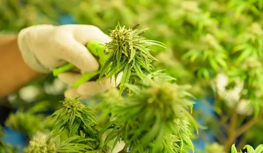 Controllo dell'umidità e asciugatura per l'agricoltura verticale e indoor