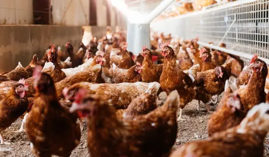 Control de la humedad y secado para la avicultura