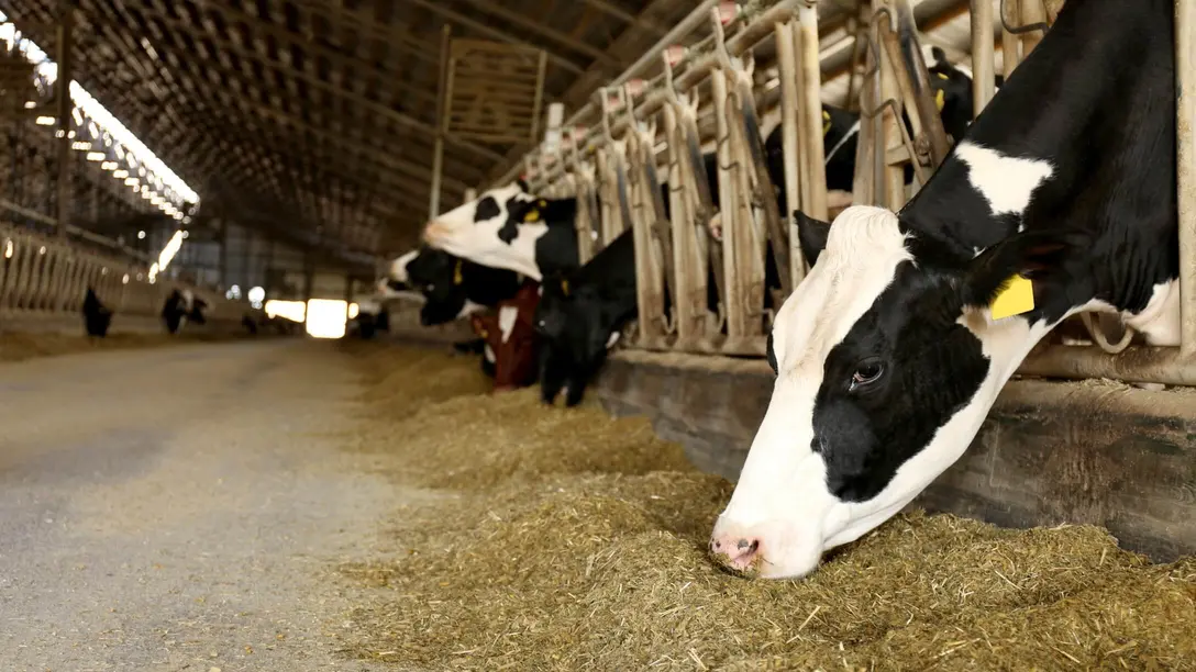 Control de humedad y secado para establos de ganado
