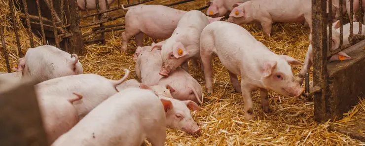 Kontrola wilgotności i osuszanie dla hodowli trzody chlewnej