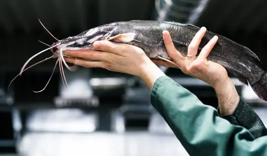 Control de la humedad y secado para la piscicultura y la acuicultura