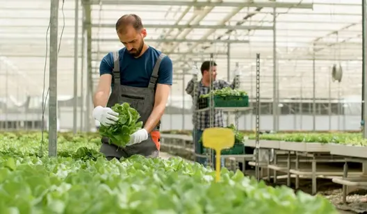Control de humedad y secado para edificios agrícolas
