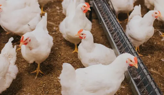 Opvarmning til fjerkræfarme og hønsegårde