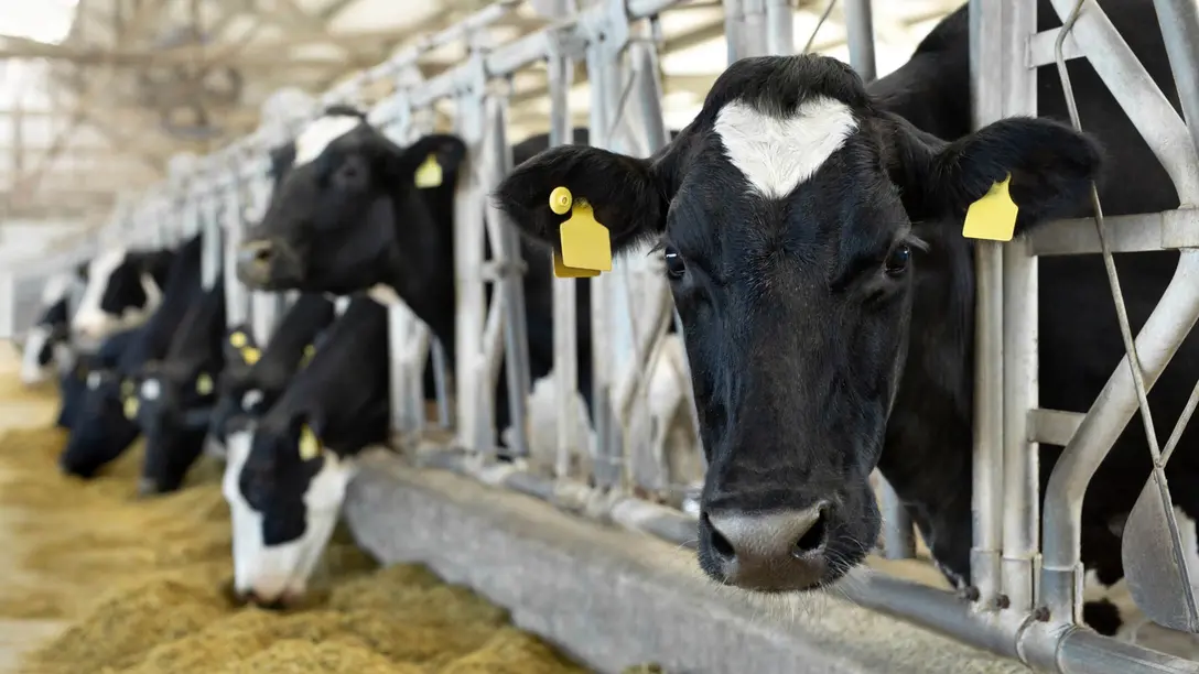 Varmeløsninger til kvægstalde