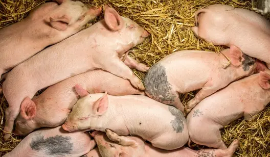 Varmeløsninger til svineproduktion