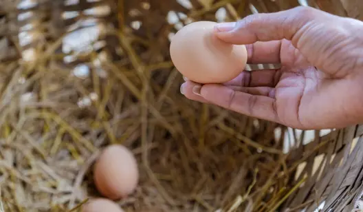 Kylningslösningar för fjäderfäuppfödning