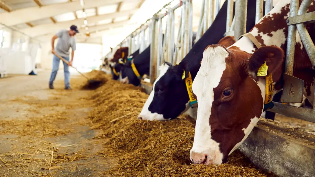 Kylningslösningar för stallar för nötkreatur