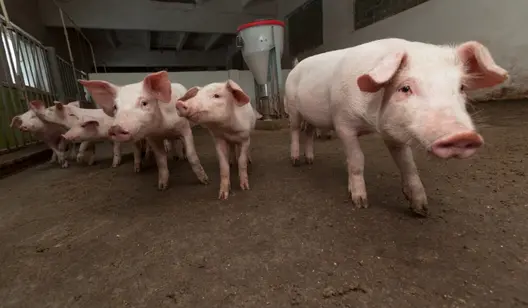 Kylningslösningar för grisuppfödning