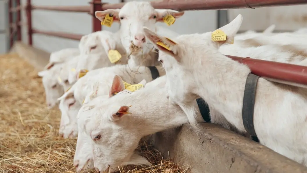 Kylningslösningar för ladugårdar och stall