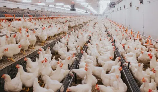 Ventilation solutions for poultry farming