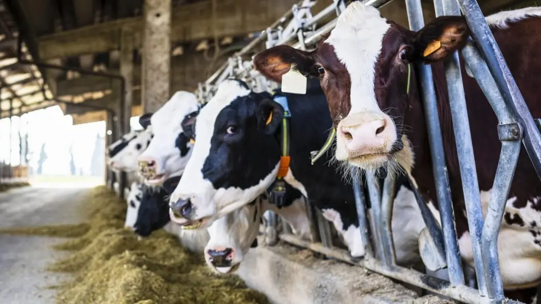 Ventilation solutions for cattle housing