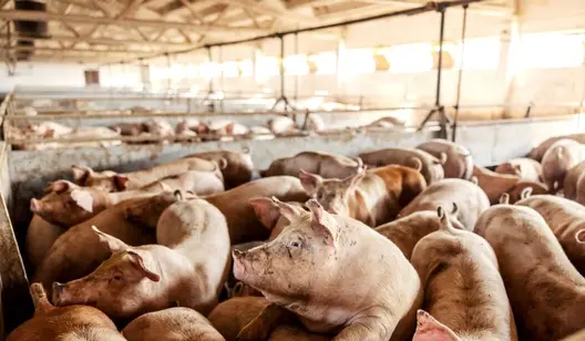 Ventilation solutions for pig farming