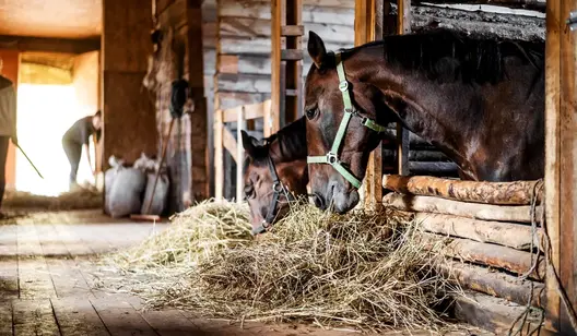 Ventilation solutions for barns and stables