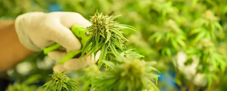 Fugtregulering og tørring til cannabisproduktion