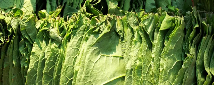 Luftfuktighetskontroll och torkning för lagring av råtobak