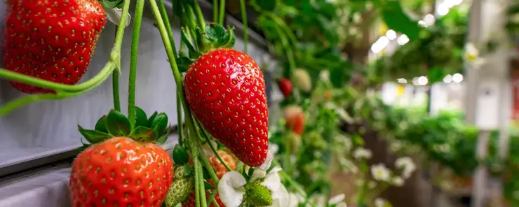 Luftfuktighetskontroll och torkning för vertikal odling och inomhusodling