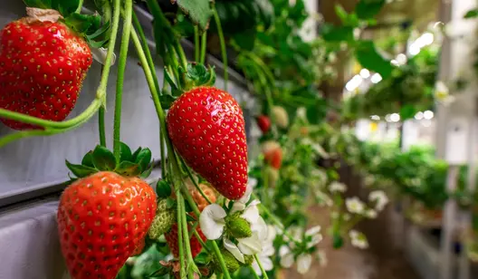 Control de la humedad y secado para cultivos verticales y de interior
