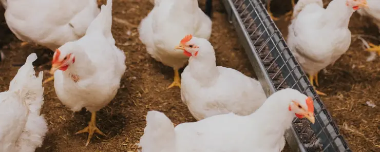 T3-Heizung für Geflügelzucht und Hühnerställe