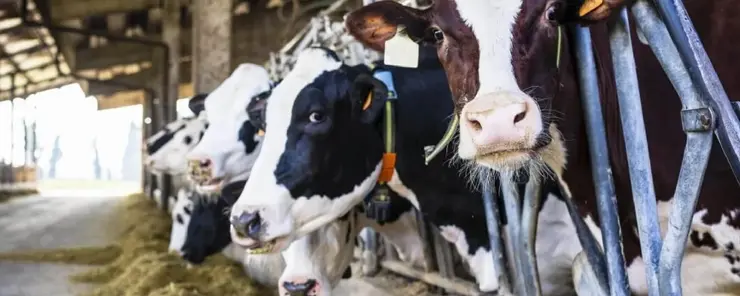 Ventilación para naves ganaderas y establos