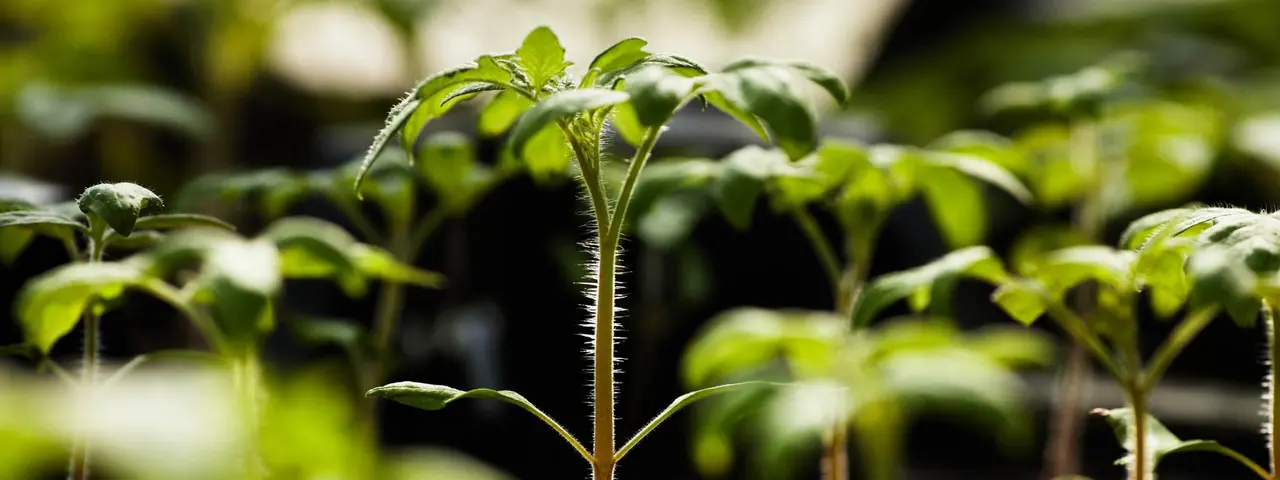 Varmeløsninger til landbruget fra Dantherm Group