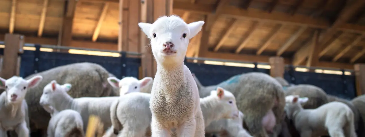 Kylningslösningar för lantbruk från Dantherm Group