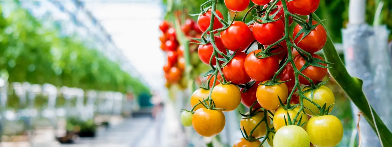 Agriculture ventilation solutions for farming by Dantherm Group