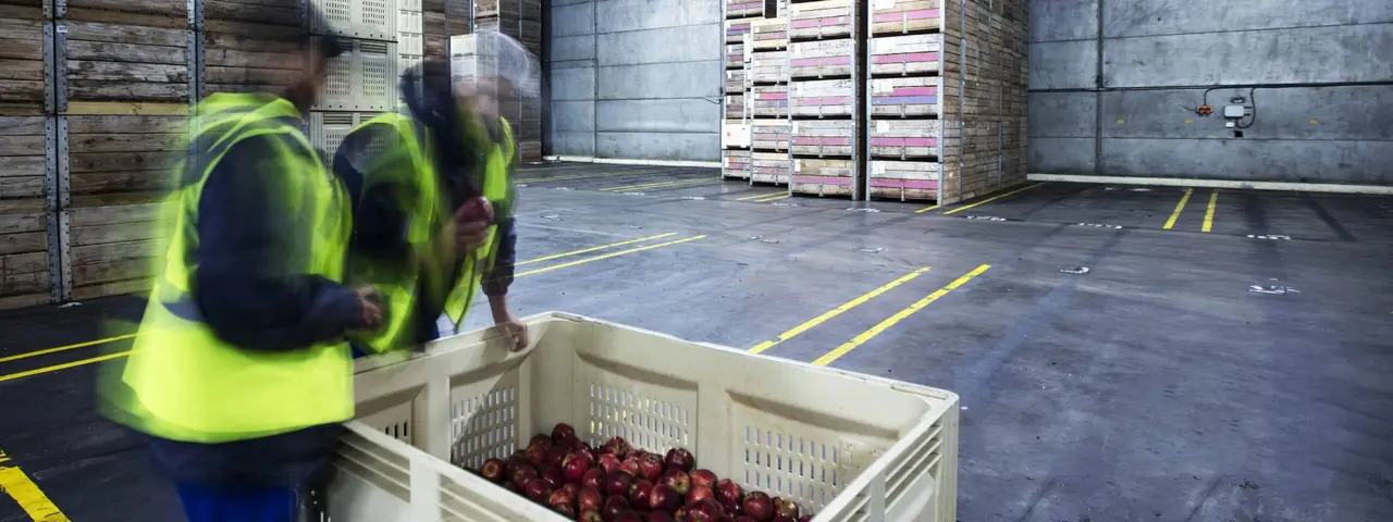 Arbeiter stehen in Lagerhalle neben Kiste mit Äpfeln gefüllt