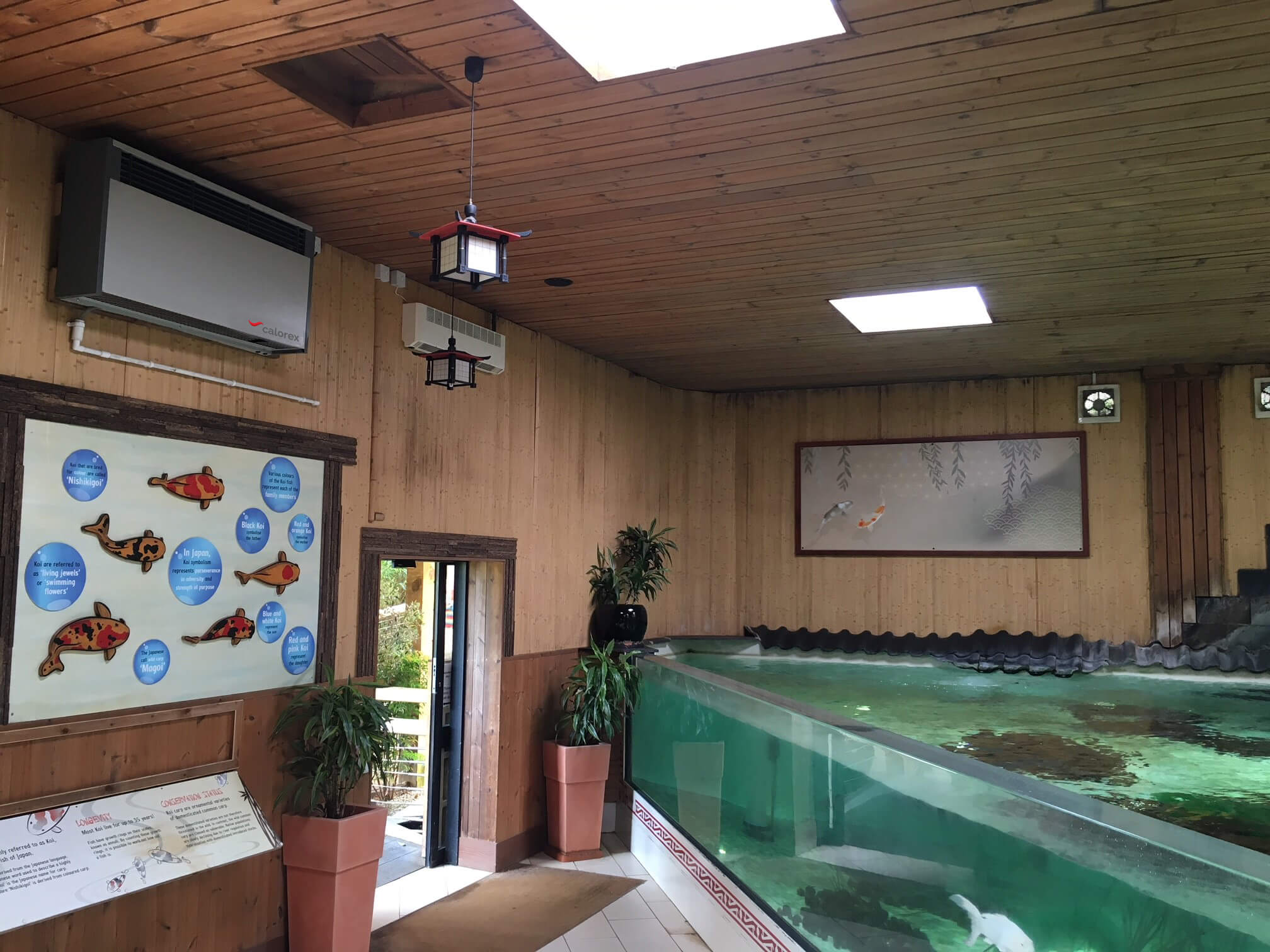 Koi Carp Colchester Zoo