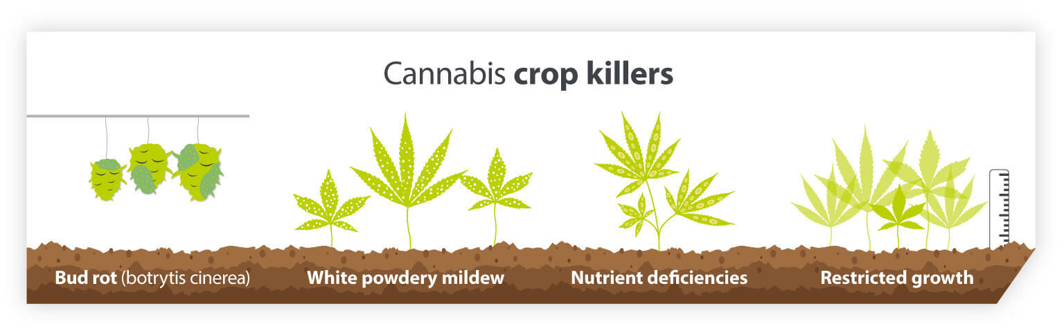 Cannabis crop killers